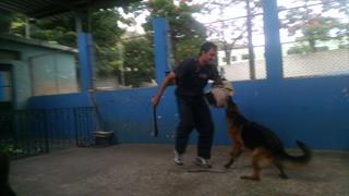 Nembla - Adestradores de Ces no Vila Da Serra - Nova Lima - Canis no Vila Da Serra - Nova Lima